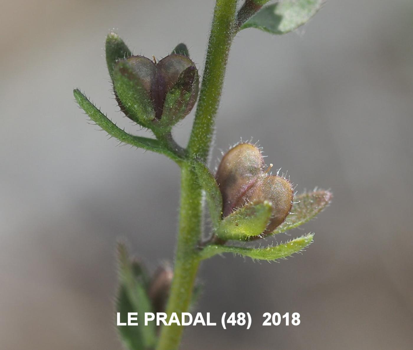 Speedwell, Spring fruit